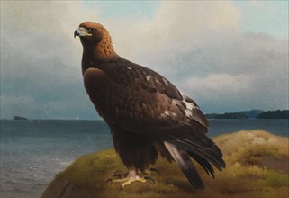 Golden Eagle, 1884. Creator: Ferdinand von Wright.