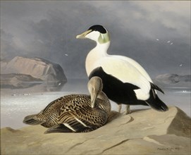 Two Eiders, 1867. Creator: Ferdinand von Wright.