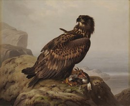 White-tailed Eagle with Its Prey, 1861. Creator: Ferdinand von Wright.