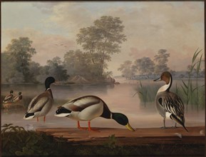 Ducks, 1853. Creator: Magnus von Wright.