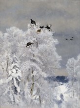 Black Grouse in a Treetop, 1923. Creator: Bruno Liljefors.