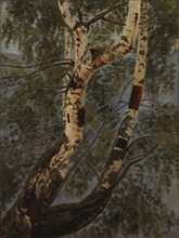 Birch trunks, exercise, c1854. Creator: Werner Holmberg.