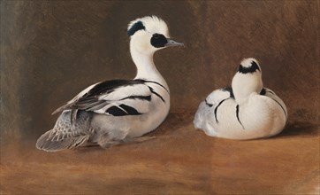 Smews, 1867. Creator: Ferdinand von Wright.