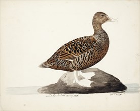 Common Eider; unfnished, 1828. Creator: Magnus von Wright.