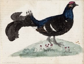 Male Black Grouse, 1831. Creator: Ferdinand von Wright.