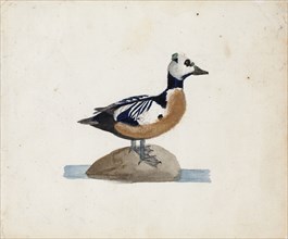 Steller's Eider, 1830-1831. Creator: Ferdinand von Wright.