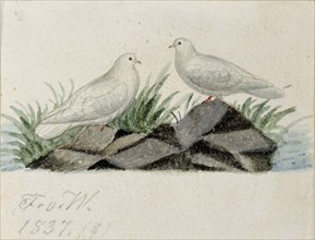 Pigeons, 1837. Creator: Ferdinand von Wright.