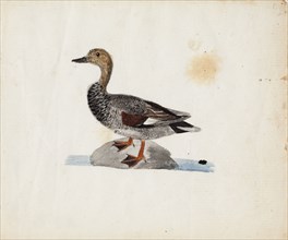 Gadwall, 1830-1831. Creator: Ferdinand von Wright.