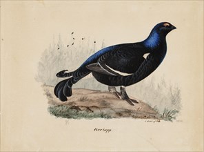 Black Grouse, Male, 1834. Creator: Ferdinand von Wright.