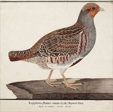 Grey Partridge, 1824. Creator: Magnus von Wright.