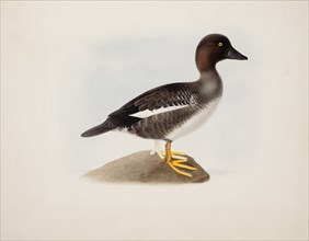 Common Goldeneye, 1836. Creator: Magnus von Wright.