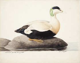 Common Eider, Male, 1828. Creator: Magnus von Wright.