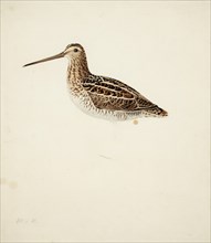 Common Snipe; unfinished, 1841. Creator: Magnus von Wright.