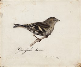 Eurasian Siskin, Female, 1828. Creator: Magnus von Wright.