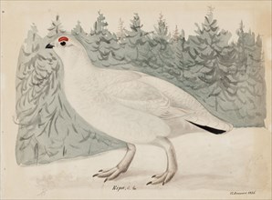 Willow Ptarmigan, 1835. Creator: Magnus von Wright.