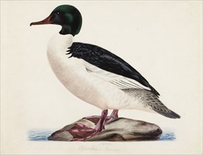 Goosander, Male, 1834. Creator: Magnus von Wright.