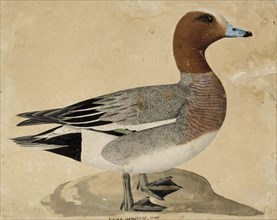 Eurasian Wigeon, 1828. Creator: Wilhelm von Wright.