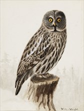 Great Grey Owl, 1830-1870. Creator: Wilhelm von Wright.