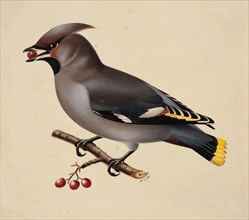 Bohemian Waxwing, 1829. Creator: Wilhelm von Wright.