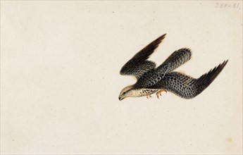 Eurasian Sparrowhawk Flying, 1830. Creator: Wilhelm von Wright.