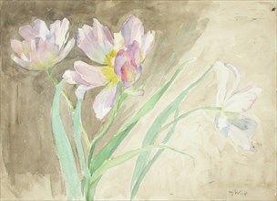 Tulips. Creator: Maria Wiik.