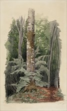 Forest interior, in the middle is the trunk of a hardwood tree, 1856. Creator: Werner Holmberg.