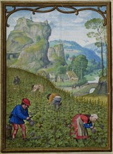 The Hours of Hennessy (Hours of Notre-Dame). Labors of the Months: October, c1530. Creator: Bening, Simon, (Workshop) (ca 1483-1561).