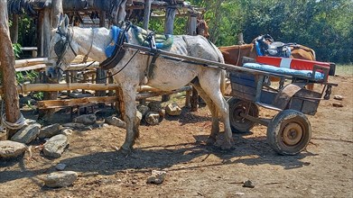 A typical horse and cart used for transport in the woods of the outskirts of Trinidad, Cuba, 2024. Creator: Ethel Davies.