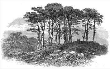 Sketches on Hampstead Heath: firs near North End, 1871. Creator: Unknown.