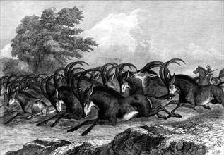 Hunting the Sable Antelope in South Africa, 1871. Creator: Unknown.