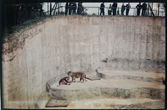 Whipsnade Zoo, Whipsnade, Central Bedfordshire, 1930-1939. Creator: Eric Maybank.