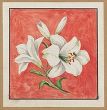 [White Lily], mid-19th century. Creator: Unknown.