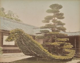 Pine Tree, Kinkakuji, about 1875-1890s. Creator: Adolfo Farsari.