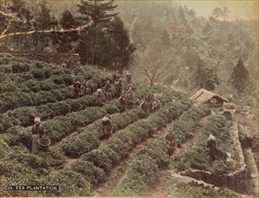 Tea Plantation, 1870s-1890s. Creator: Kusakabe Kimbei.