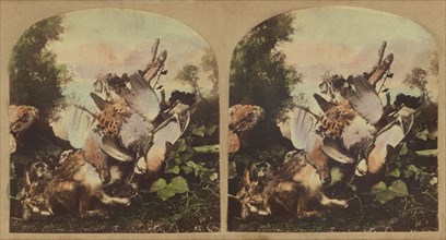 Fowl & game, about 1860. Creator: London Stereoscopic & Photographic Co.