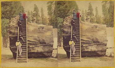 Section of the Original Big Tree, 92 ft. in circumference., 1871. Creator: Thomas C. Roche.