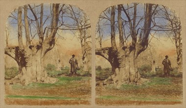 Burnham Beeches. (The finest Specimens in the World.), 1857-1859. Creator: William Morris Grundy.