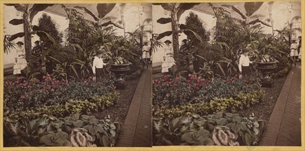 Shaw's Garden. Int. of Palm-House, western wing. St. Louis, Missouri, about 1872-1874. Creator: Boehl & Koenig.