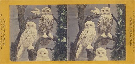 Class II, Order I. Accipitres. Family Strigidae. The Snowy Owl, (Fig. I, male; II, female)..., 1870. Creator: Eugene S. M. Haines.