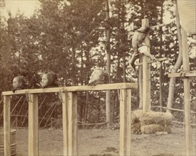 Japanese Criminals Crucified and Beheaded, 1863-1868. Creator: Felice Beato.