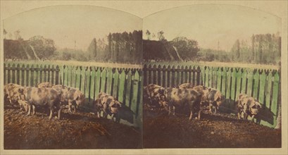 Etudes d'Animaux. Cochons Tonkins., about 1860. Creator: Furne Fils & H. Tournier.