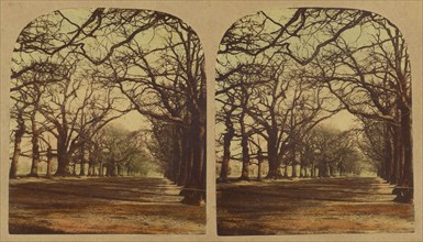 View in Greenwich Park, about 1860. Creator: London Stereoscopic & Photographic Co.