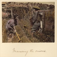 Manuring the onions, about 1873-1883. Creator: Shinichi Suzuki I.