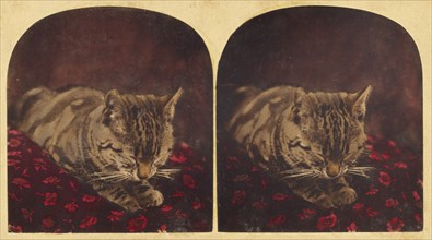 Cat sleeping on pillow, about 1865. Creator: Unknown.