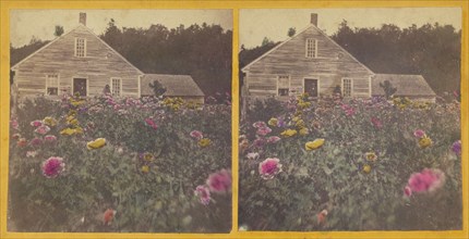 Poppy field Cabbot Vt., about 1870. Creator: Unknown.