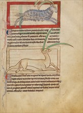 A Parandrus; An Eale; Northumberland Bestiary, about 1250-1260. Creator: Unknown.