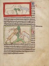 Lambs; Goats; Northumberland Bestiary, about 1250-1260. Creator: Unknown.