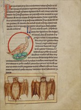 A Nightingale; Bats; Northumberland Bestiary, about 1250-1260. Creator: Unknown.