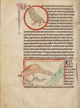 A Hoopoe; An Ibis; Northumberland Bestiary, about 1250-1260. Creator: Unknown.