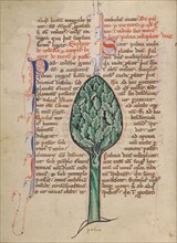 A Palm Tree; Bestiary, about 1270. Creator: Unknown.